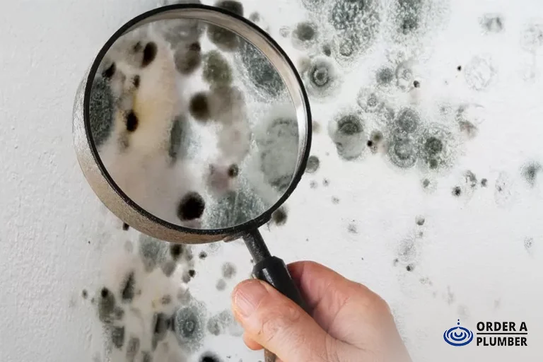 The Risk of Mold and Mildew Growth